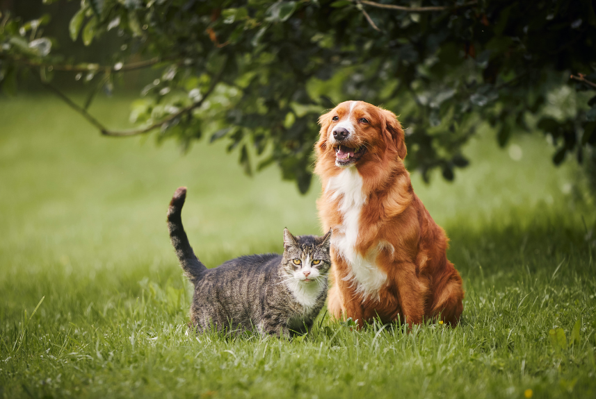 Pubblicata la graduatoria definitiva per la sterilizzazione gratuita di cani e gatti