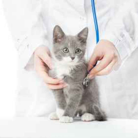 Assegnazione contributi ad associazioni di volontariato per l’attività di sterilizzazione di gatti randagi