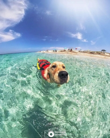 Nel Sinis attive fino al 30 settembre le quattro “Dog Friendly Beach”